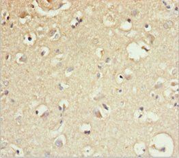 GAS2L1 Antibody