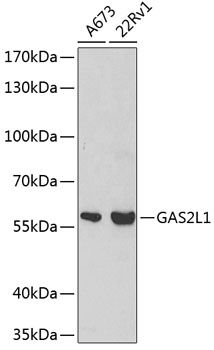 GAS2L1 antibody