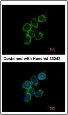 growth arrest specific 2 like 1 Antibody