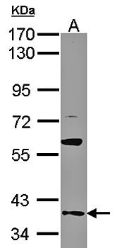 GAS2L1 antibody