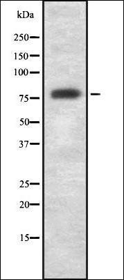GAS6 antibody