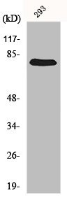 GAS6 antibody