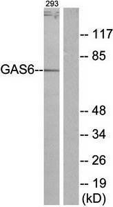 GAS6 antibody