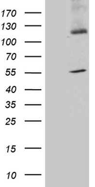 GAS8 antibody