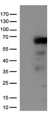 GAS8 Antibody
