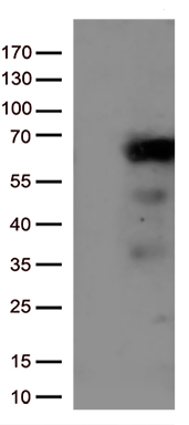 GAS8 antibody