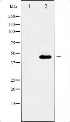 GATA 5 antibody