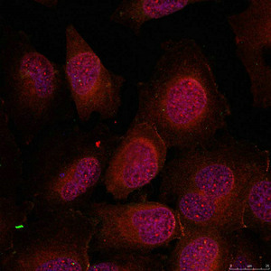 GATA1 (Ab-142) Antibody