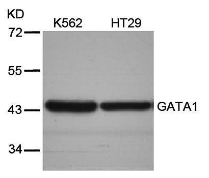 GATA1 (Ab-310) Antibody
