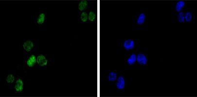 GATA1 Antibody