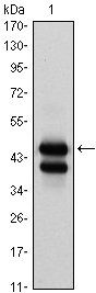 GATA1 Antibody