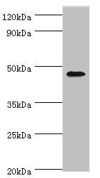GATA3 Antibody