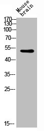 GATA3/GATA2 Antibody