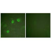 GATA3/GATA2 Antibody
