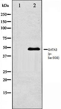 GATA3 (phospho-Ser308) antibody