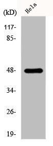 GATA4 Antibody
