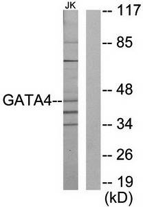 GATA4 antibody