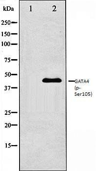 GATA4 (phospho-Ser105) antibody