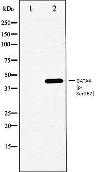 GATA4 (phospho-Ser262) antibody