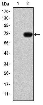 GATA5 Antibody