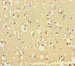 GATA6 Antibody