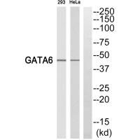 GATA6 Antibody
