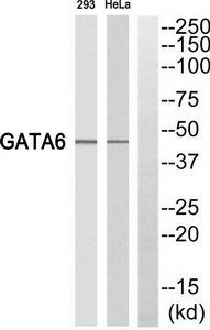 GATA6 Antibody