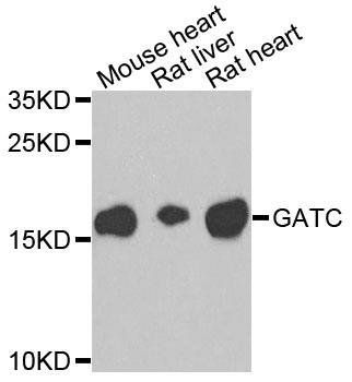 GATC antibody