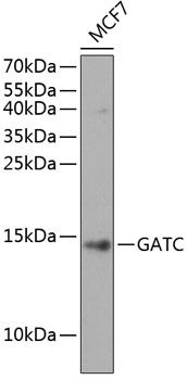GATC antibody