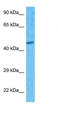 GBB5 antibody