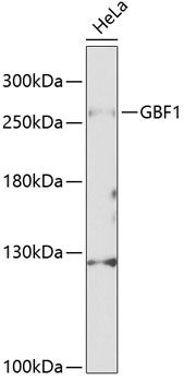 GBF1 antibody
