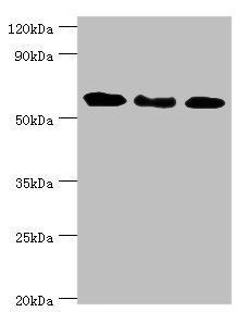 GBP1 antibody