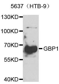 GBP1 antibody
