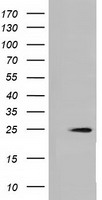 GBP2 Antibody