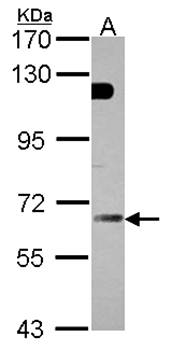 GBP5 antibody