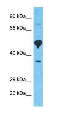 GBRA6 antibody
