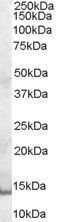 Goat anti-GCDFP15 / PIP Antibody