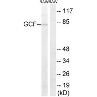 GCFC2 antibody