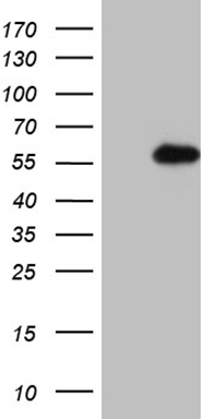 GCIP interacting protein p29 (SYF2) antibody