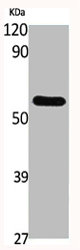 GCK Antibody