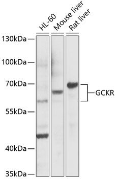 GCKR antibody