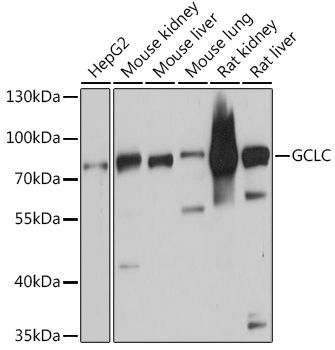 GCLC antibody