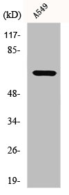 GCLC Antibody