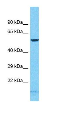 GCM2 antibody