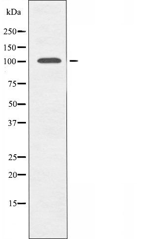 GCN5L2 antibody