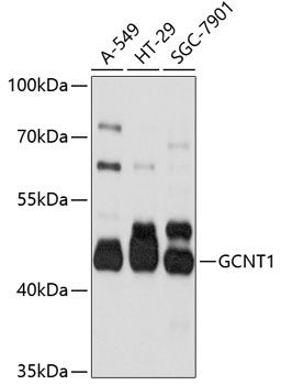 GCNT1 antibody