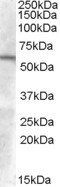Goat anti-C2GnT-M (aa 410 to 422) Antibody