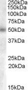 Goat anti-C2GnT-M (aa 273 to 284) Antibody