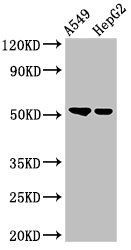GCNT3 Antibody