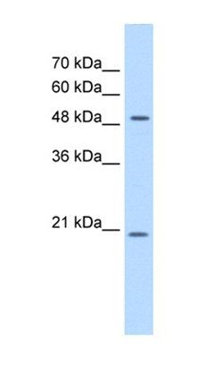 GCNT4 antibody